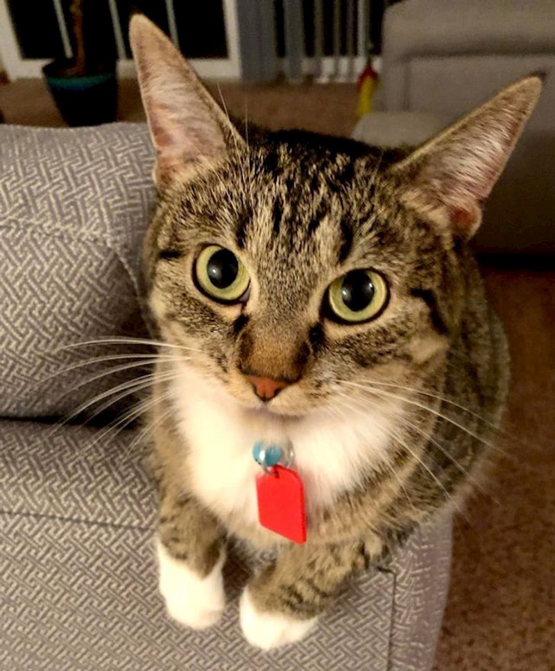 Mačak Artemis svoju zahvalnost pokazuje na brojne načine, a najviše dok sjedi ispred tuš kabine i čuva vlasnicu dok se tušira