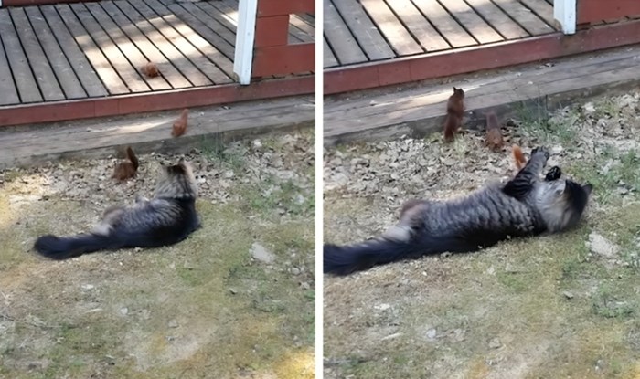 Internetom kruži preslatka snimka mačke koja se igra s malim vjevericama, uljepšat će vam dan!