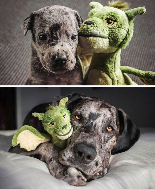 4. "Moj pas i njegova najdraža igračka. Usporedba kad je bio štenac i kad je odrastao pas"