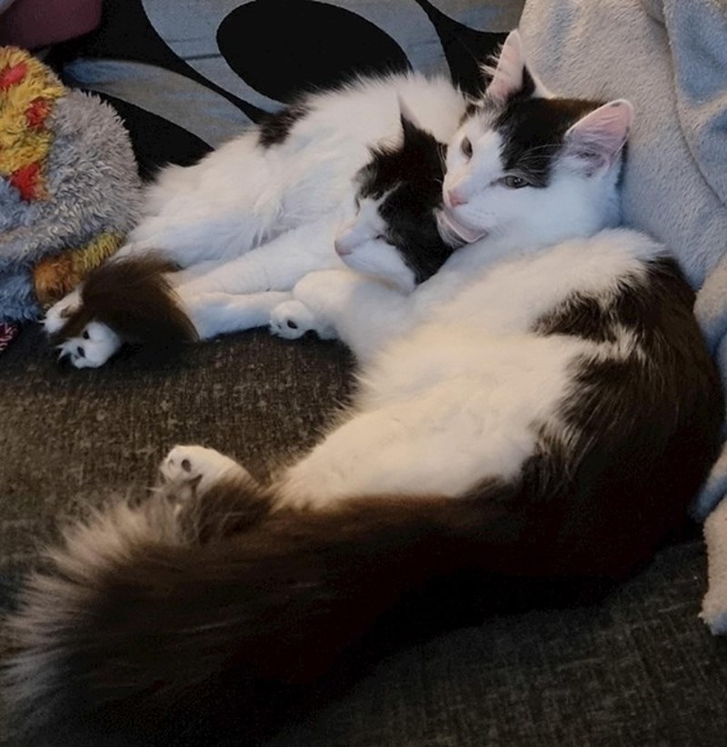 "Skoro pa nisam mogao dokučiti koja glava pripada kojoj mački"