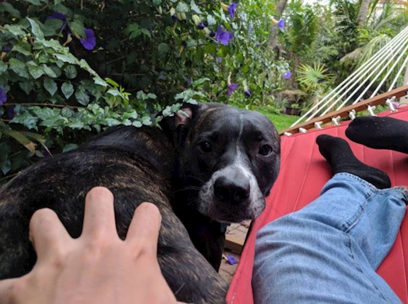 8. Ovaj pas stalno dolazi susjedima na dozu maženja