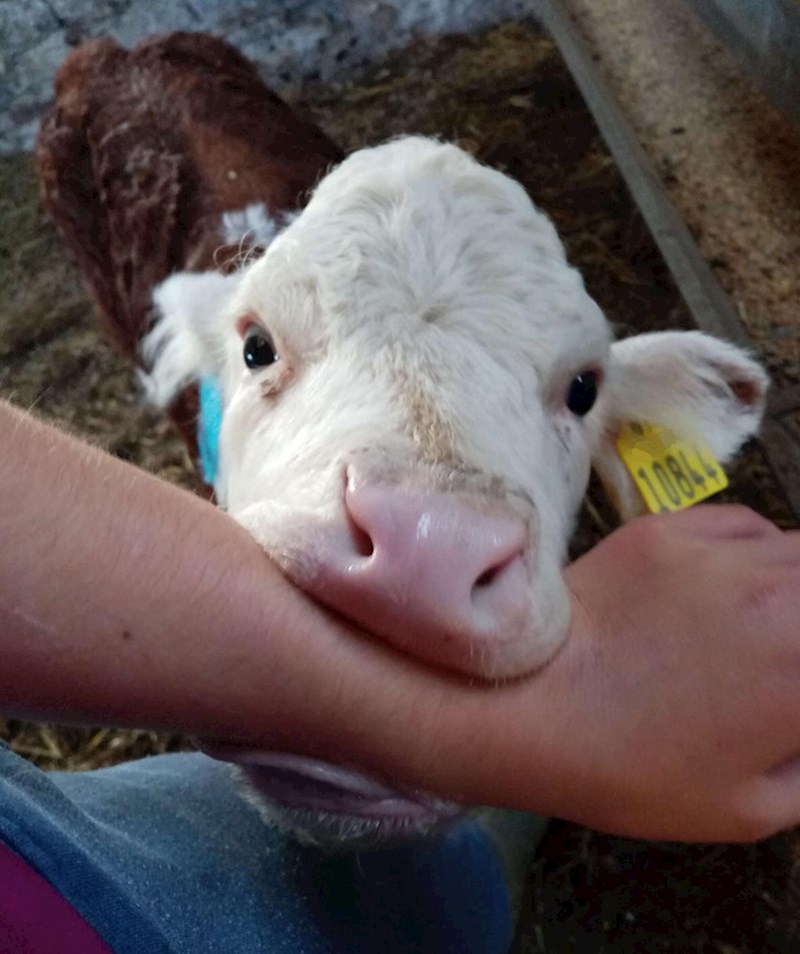 3. "Najnoviji dodatak na farmi, predivna je!"