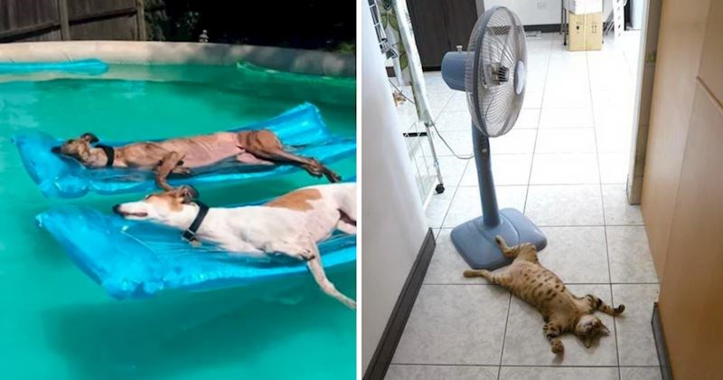 10 urnebesnih fotografija životinja koje znaju pravi način kako se rashladiti tijekom ljeta