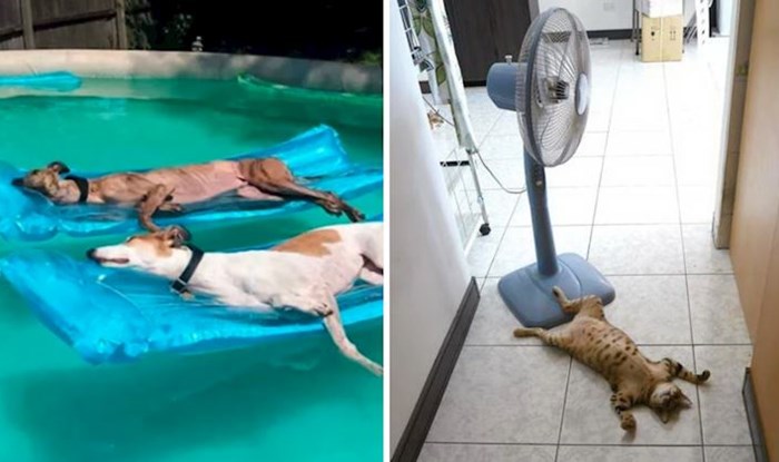 10 urnebesnih fotografija životinja koje znaju pravi način kako se rashladiti tijekom ljeta