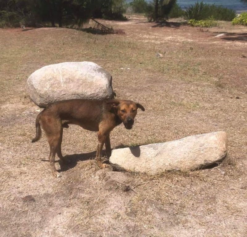 8. Izgleda kao da jadan nosi taj kamen na leđima.