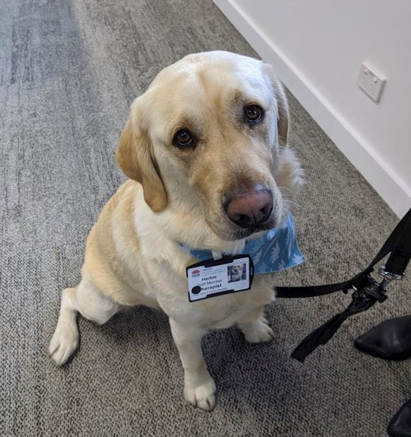 2. Ovaj pas zove se Herbie i radi kao terapijski pas u bolnici. Svakodnevno uljepšava život pacijenata