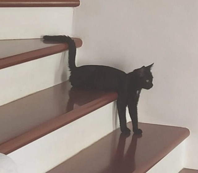"Evo kako naš mačak sjedi na stepenicama. Ako se to uopće može nazvati sjedenjem"