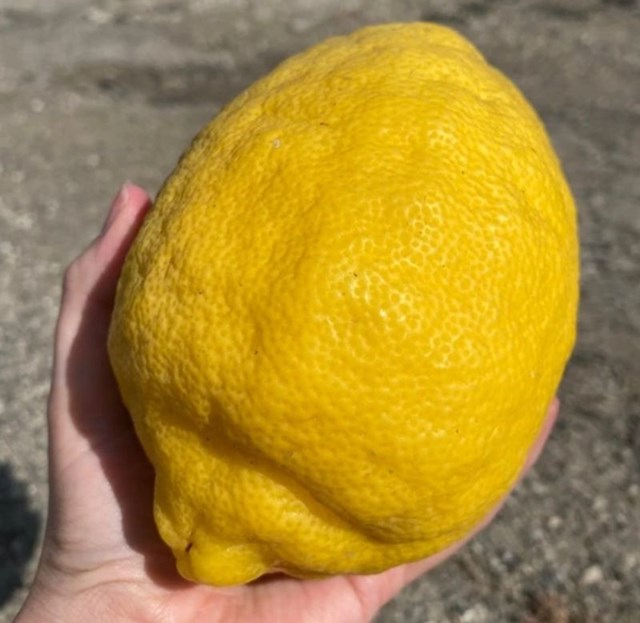 1. Jeste li ikada vidjeli ovako velik limun?