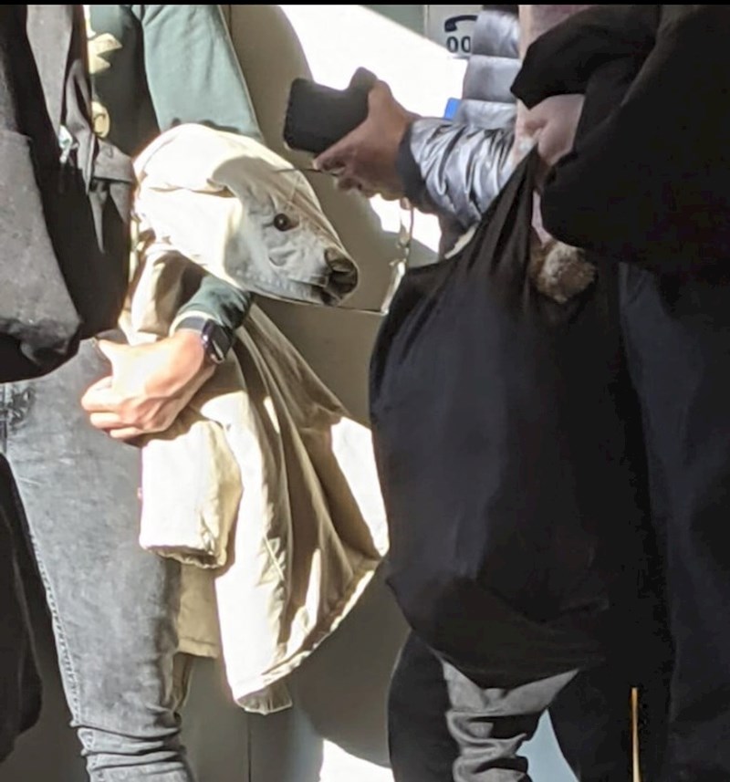 "Vidio sam ovaj prizor u vlaku. Ova me jakna jako podsjetila na polarnog medvjeda"