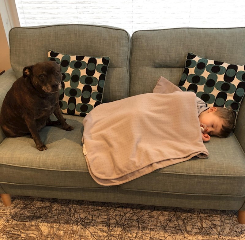 "Naš predivni četveronožni starac nikome ne dopušta da se približi kauču dok moj sin spava. Ne dopušta da mu itko remeti san"