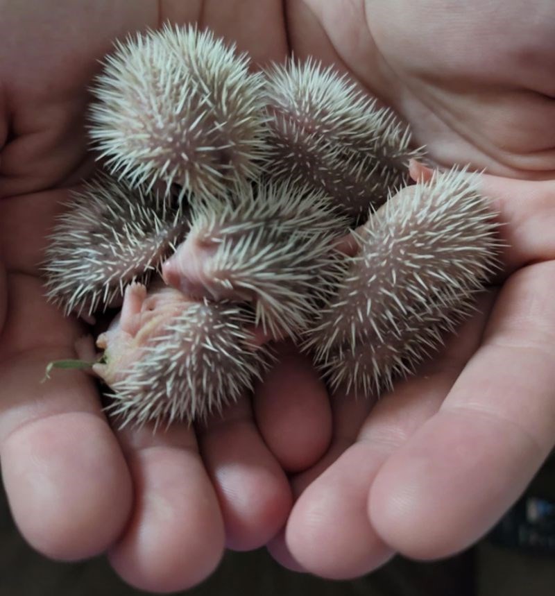 Na ovoj slici su bili stari tek pet dana