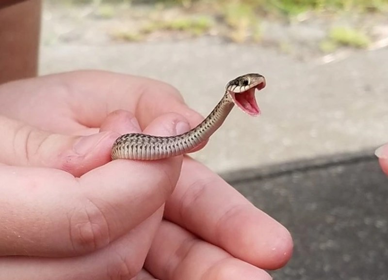 Ove zmije se ni mi ne bojimo