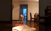 Žena se sakrila od psa i snimila njegovu reakciju kad je shvatio da je "nema", pogledajte snimku