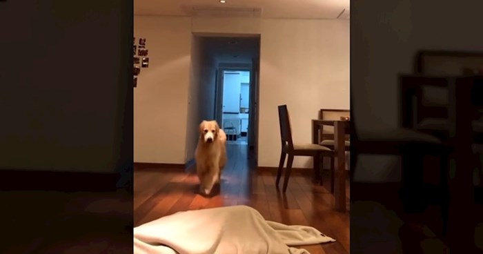 Žena se sakrila od psa i snimila njegovu reakciju kad je shvatio da je "nema", pogledajte snimku