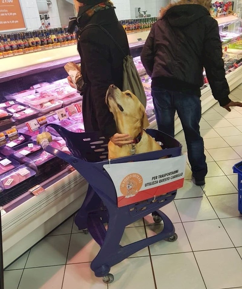 7. Kolica za ljubimce