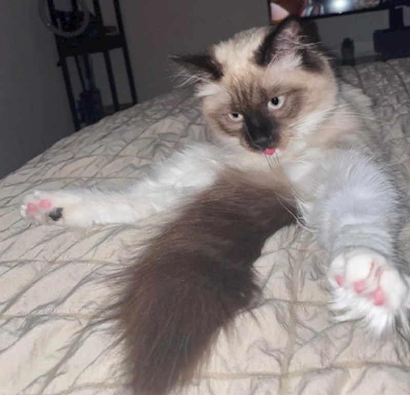 "Prečudna slika, ali ni moj mačak nije ništa manje čudan"