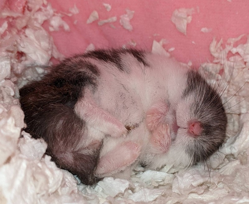 "Ne mogu odoljeti i ne objaviti sliku svog preslatkog hrčka"