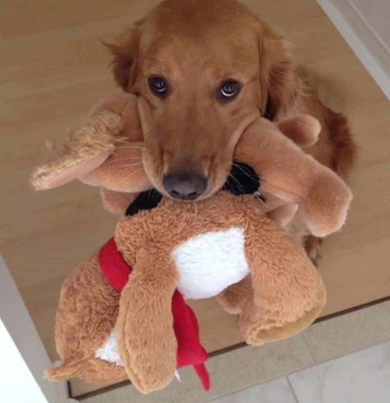 11. "Bio je jako uzbuđen pa mi je čak donio dvije igračke."