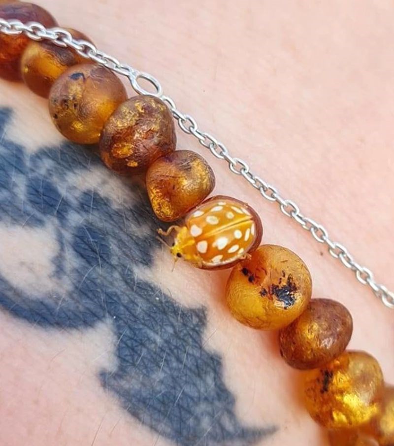 2. "Žuta bubamara je sletjela na moju narukvicu. Nikad dosad nisam vidjela ovakvu bubamaru."