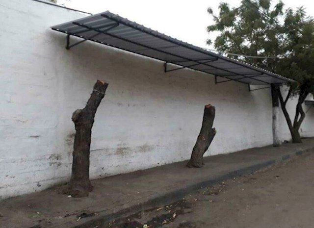 Odrezali su stabla da stave nadstrešnicu da ih štiti od sunca