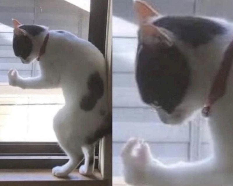 7. Mačak je u duši Talijan