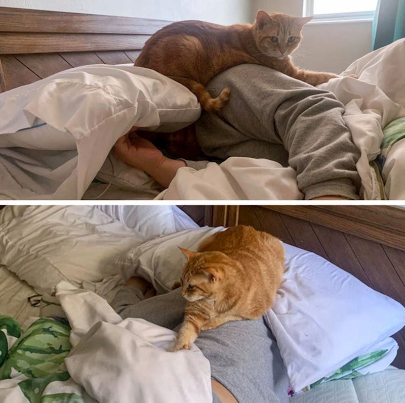 12. Iako vole spavati posvuda, najviše vole odmarati na svojim vlasnicima