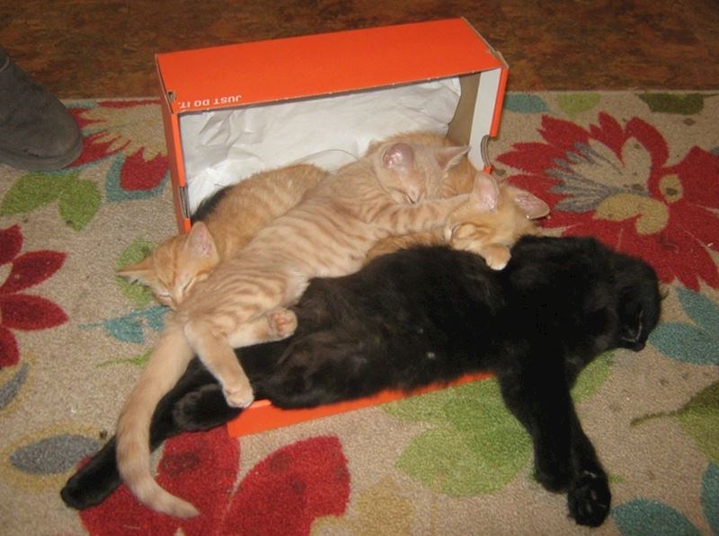 6. "Moja sestra je kupila tenisice i ostavila otvorenu kutiju. Kad se vratila u prostoriju ugledala je ovaj prizor"