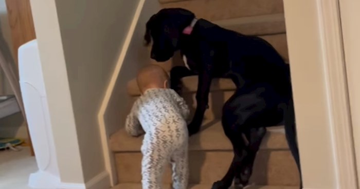 Ljudi snimili što radi njihov pas kad se beba pokušava popeti na stepenice, oduševit će vas!