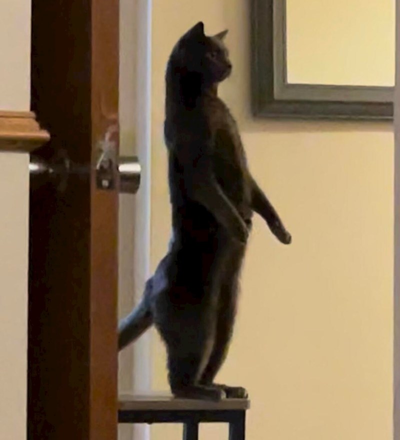 12. Kao i potreba da ponekad šokiraju vlasnike...