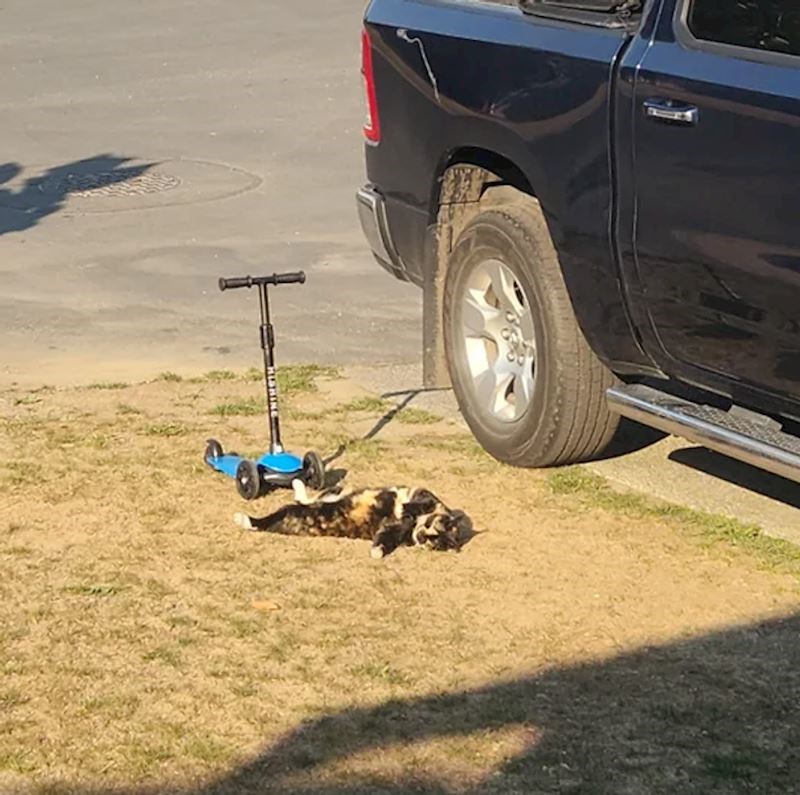 8. "Danas sam ulovila svoju mačku dok se sunčala. Presmiješno mi je koliko vidno uživa"