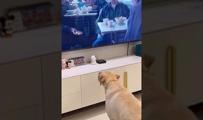 Pas je gledao televiziju s vlasnicima, a onda je učinio nešto totalno neočekivano. Video je hit!