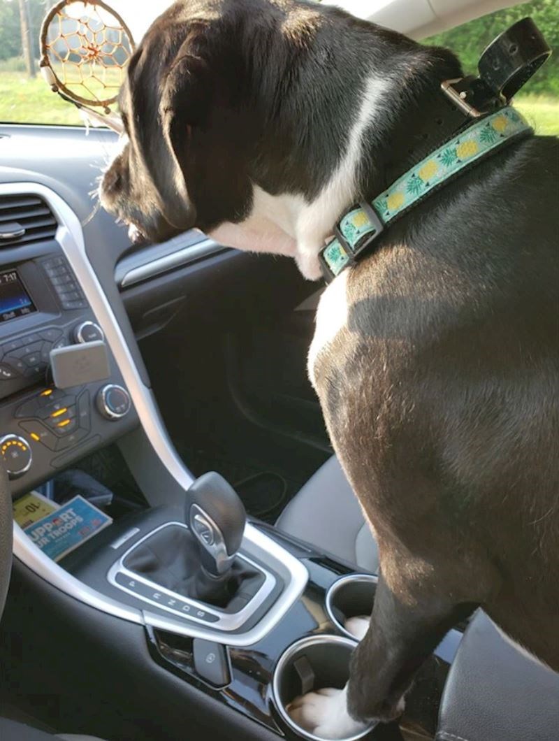 9. Najbolje mjesto za šapice