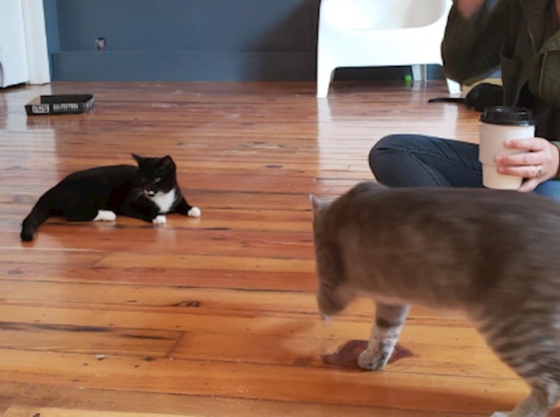 11. "Čini se kao da su ovo dvije slike"