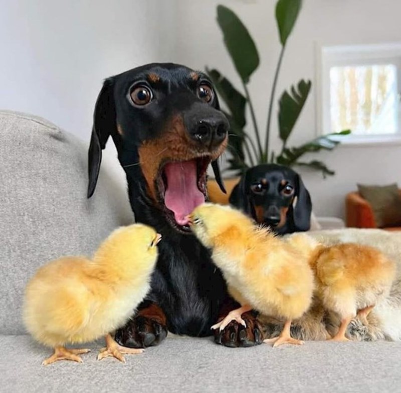 12. Nikada prije nije vidio piliće, njegova reakcija je preslatka! 😍