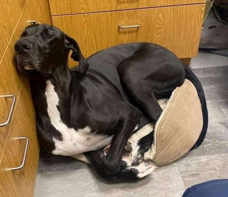 8. "Još uvijek nije shvatio da je prevelik za krevetić"