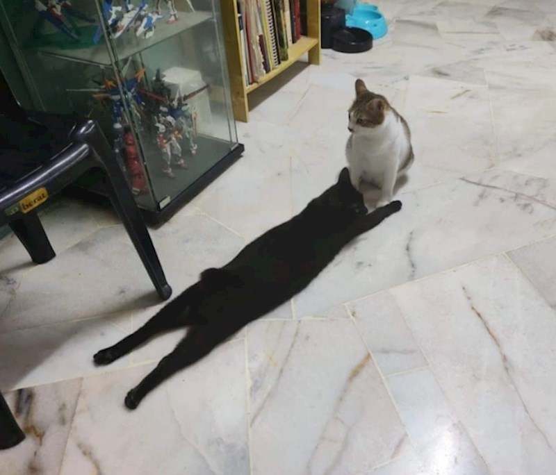 5. "Na ovoj fotki izgleda kao da moja mačka ima jako dugačku sjenu"