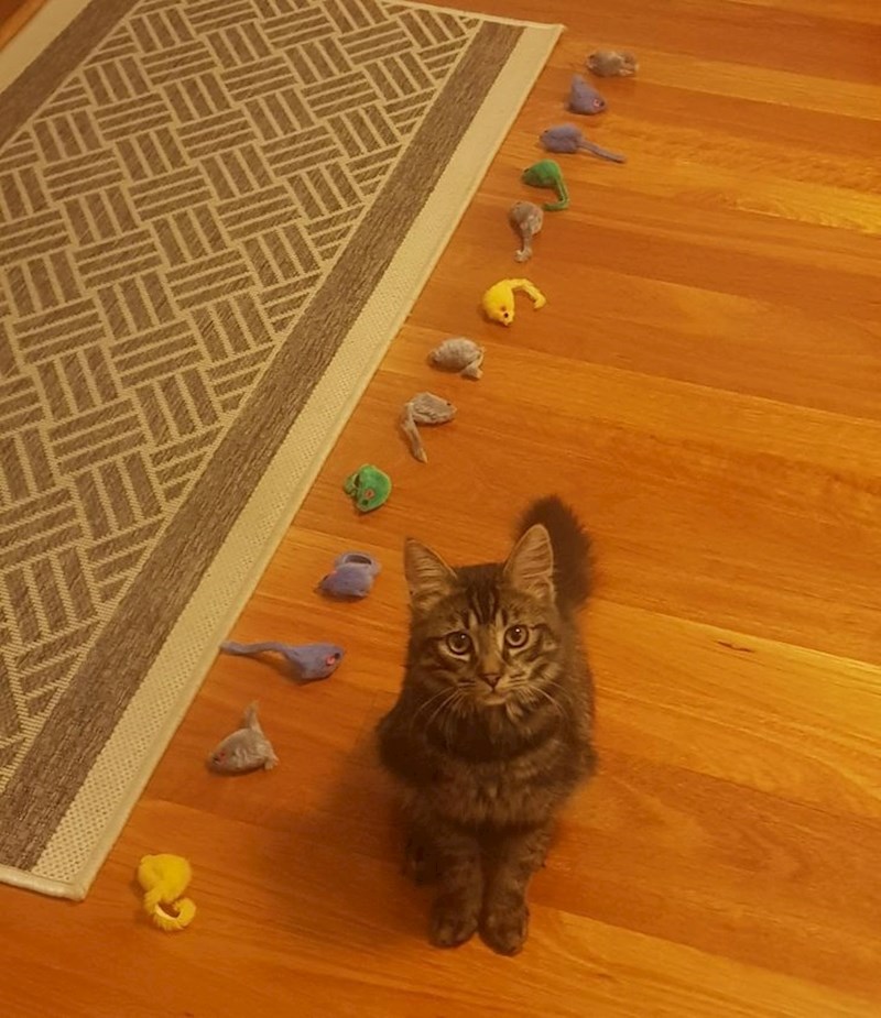 10. "Bentley barem jednom tjednom zagubi plišanog miša. Danas sam ih sve izvukla i pronašala ih 13. Izgleda ponosno pokraj svoje kolekcije"