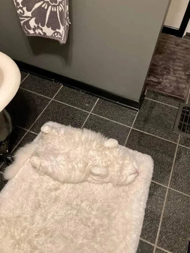 "Moj mačak očito ima smrtnu želju kad ovako leži."