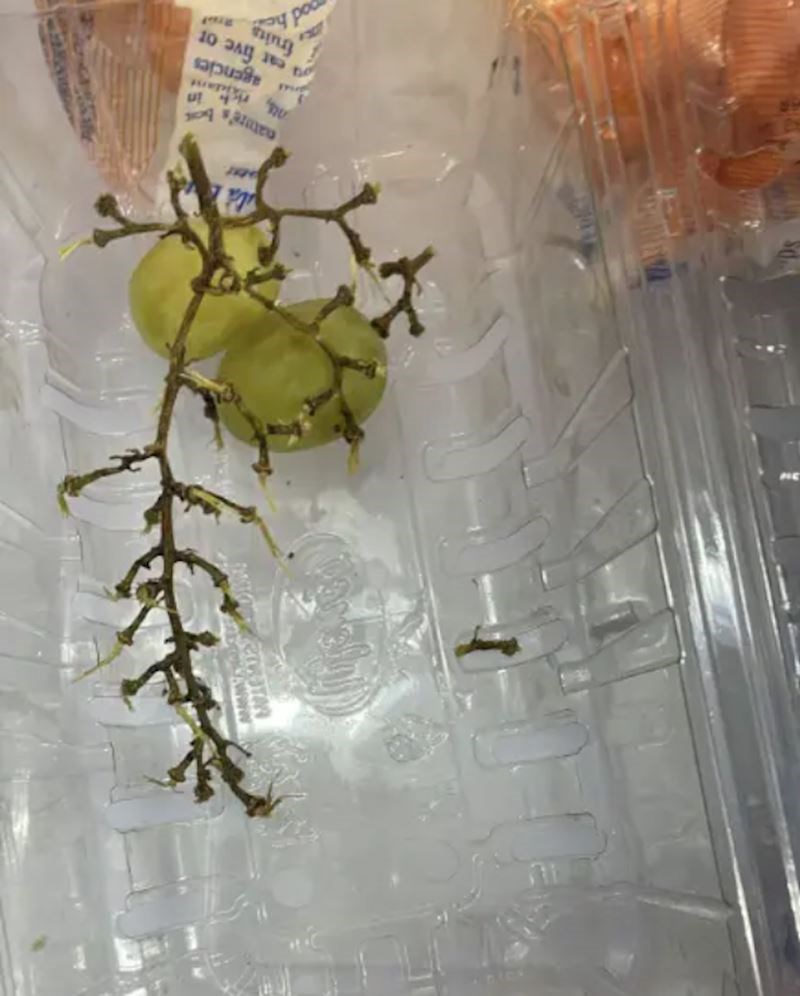 13. "Tražila sam ga da mi ostavi malo grožđa..."