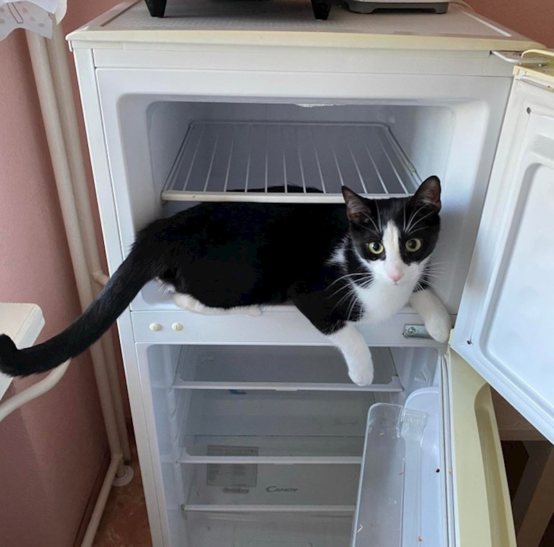 10. "Inspekcija u tijeku"