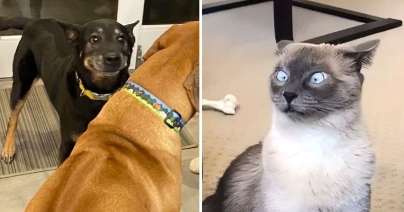 13 puta kada su ljudi uspjeli snimiti presmiješne grimase svojih pasa i mačaka
