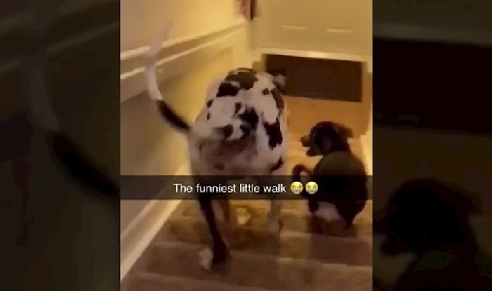 Žena snimila kako njezin veliki pas silazi niz stepenice, njegov hod nasmijat će vas do suza