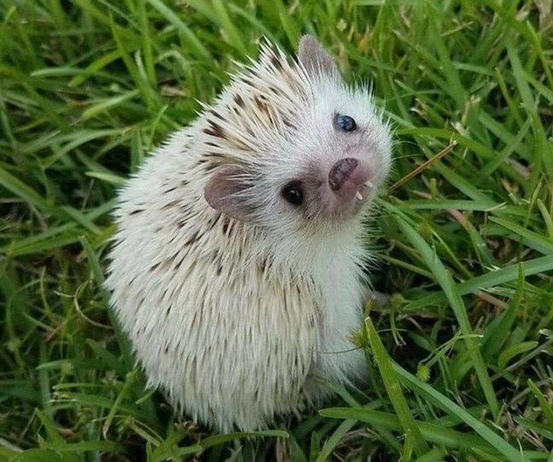 "Ovaj ježić ima takve slatke zubiće"