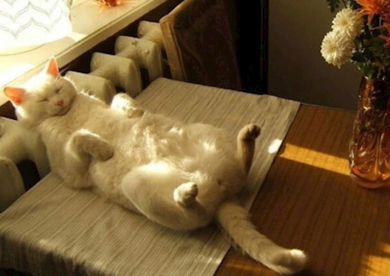 4. Najbolje je spavati ovako na stolu.