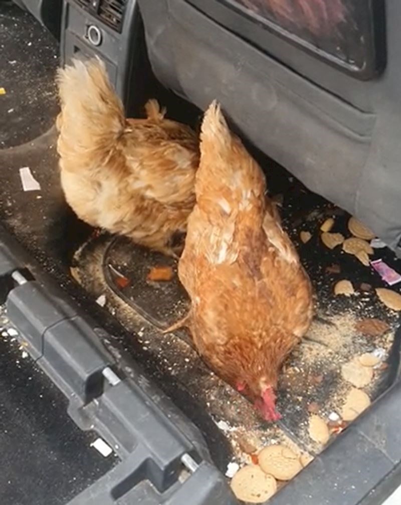 5. "Mojoj nećakinji su u autu pali keksi pa sam joj rekla da počisti. Vratila sam se za 15 minuta i vidjela ovaj prizor. Genijalna je!"