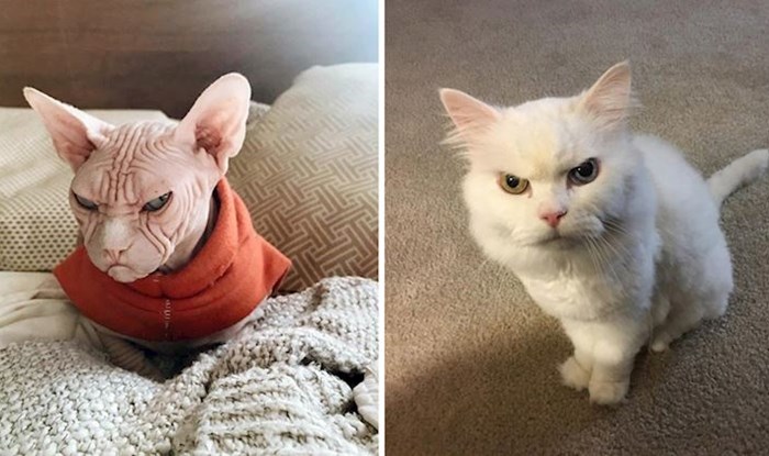 15+ fotografija jako ljutih mačaka kojima se teško ne nasmijati jer su i dalje nevjerojatno slatke