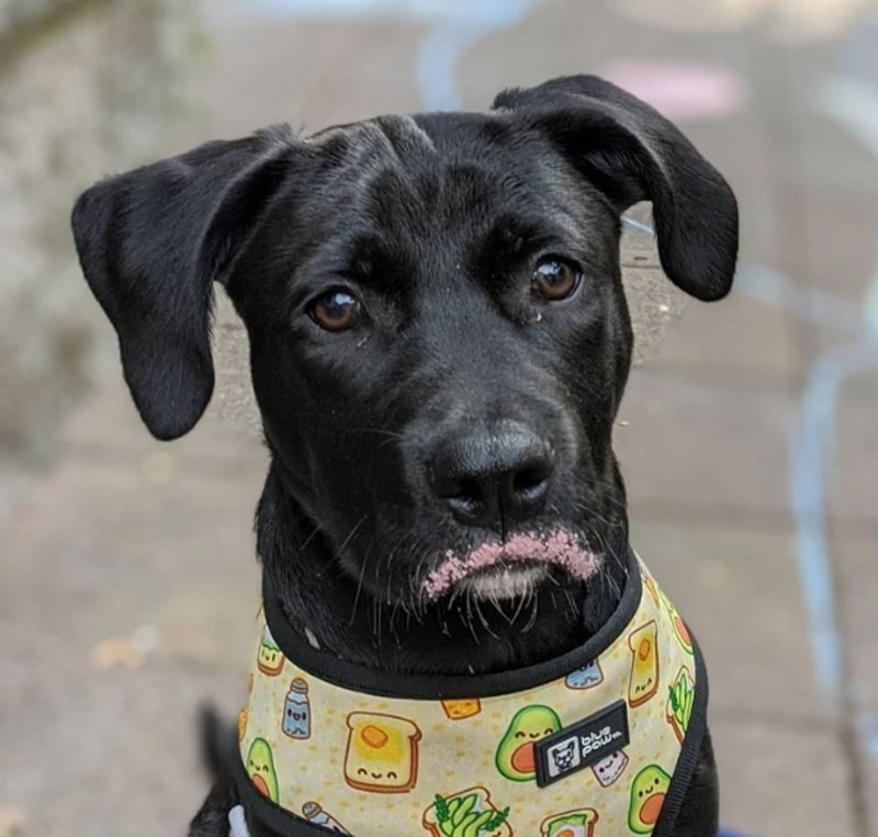 Samo je htio brkove...