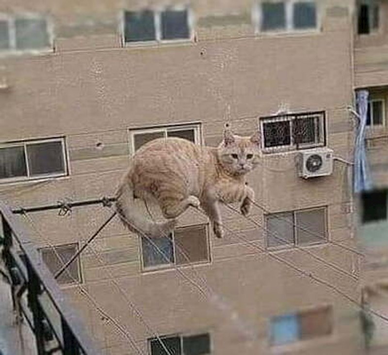 11. Nikada nećemo shvatiti zašto mačke leže na najčudnijim (u ovom slučaju i opasnim) mjestima