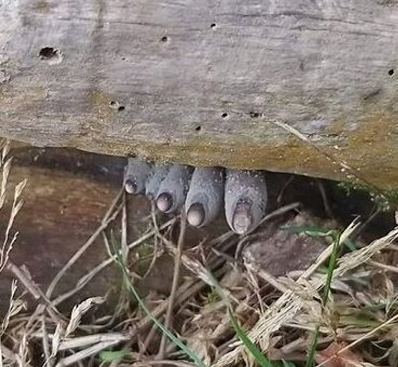 22. "Ove gljive užasno podsjećaju na neko stopalo iz horora..."
