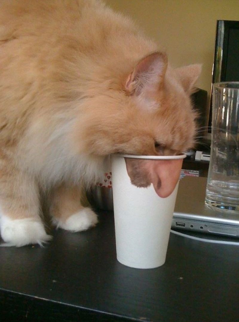 5. Maca s dugačkim nosom.